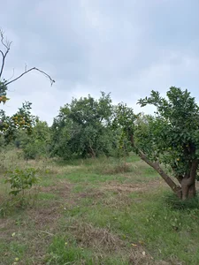باغ جلیل مرادی و بهمن مرادی