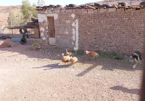چشمه بنی زند