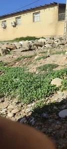رعنا