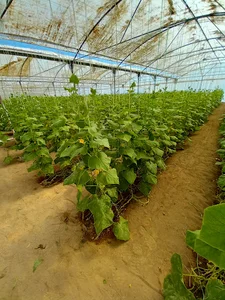 گلخانه حاج محمدرضایی
