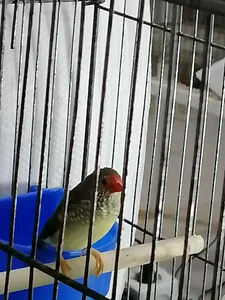 مجموعه فنچ نیلسا