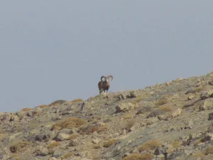 پارک ملی تنگه صیاد