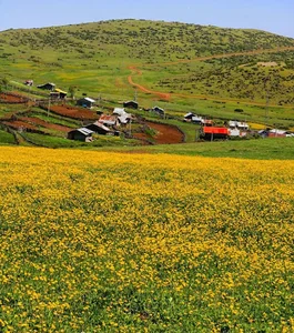 لبنیات محلی پندار