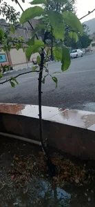 دبیرستان دخترانه مهدویه و شهدای طلایه