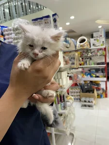 Arta pet clinic کلینیک دامپزشکی آرتا