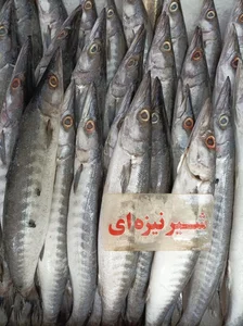 مرغ و ماهی روز 4