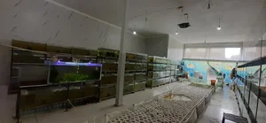 فروشگاه گلدن اروانا 3