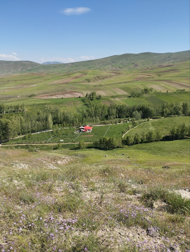 باغ کریم خان