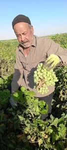 مهاجران