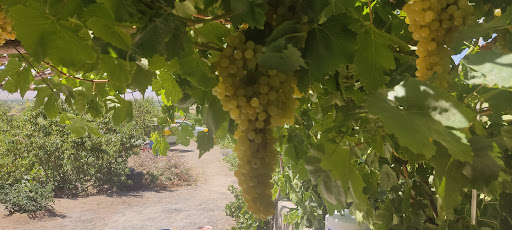 مزرعه شعبانعلی زمانیان