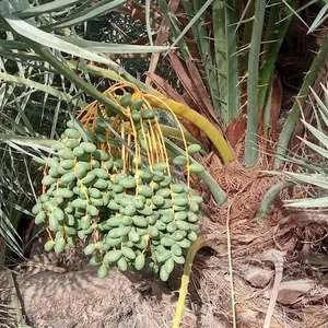کلانتری 13 گشت