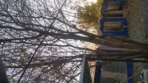 کافه ریحون