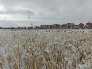مجتمع مسکونی سرو شیروان