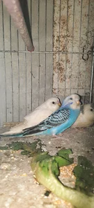 سرای مرغ عشق
