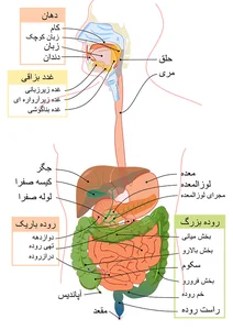 دکتر مصطفی تقوی