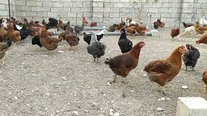 سوپر پروتئین مهرشهر
