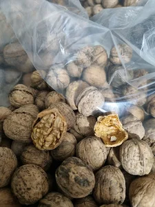 ایستگاه گردو
