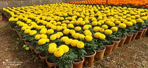 گلخانه امام رضا شعبه ۱