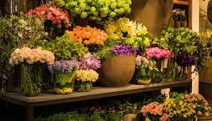 گل لوتوس۲