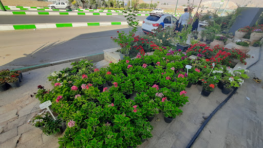 دهکده گل محلات