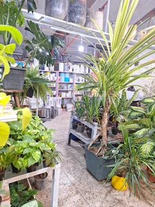 گلخانه گل جان