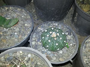 گلخانه کاکتوس احمدیان