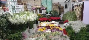 پخش گل طبیعی حاتم یار 5