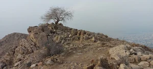درخت سقز