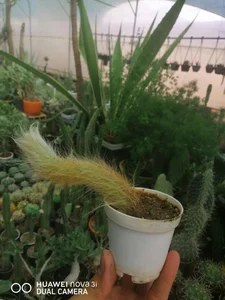 گل آنتیک 4