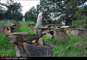 شیرینی نیشکر