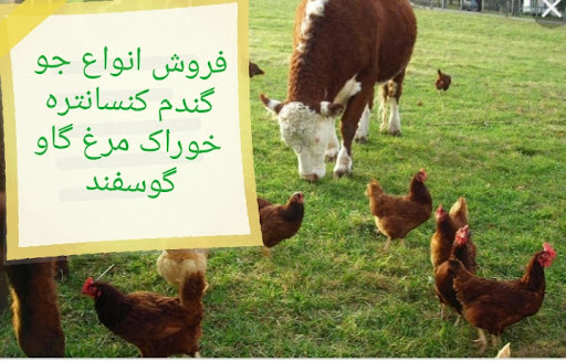 خوراک دام فرهمند