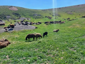 دامداری کوهستان