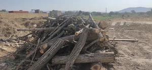 چوبکده ملایر(خرید انواع چوب). ۰۹۳۵۸۵۱۰۰۲۲ چگینی