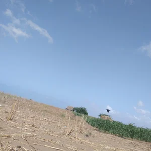 مزرعه رضي ركب