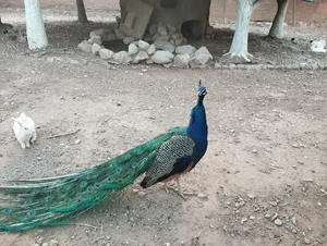 پارک وحش عینالی