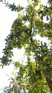 گاوبندی اسماعیل