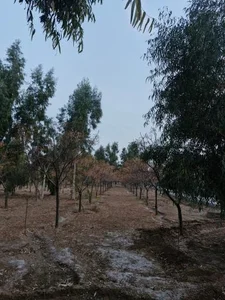 بوستان امام علی 2