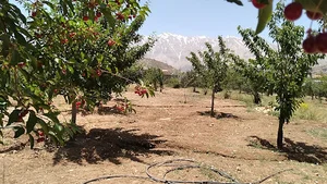 قلیان سرا