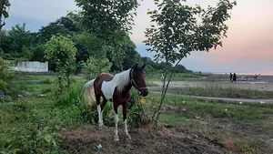 ساحل چابکسر