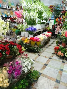گلفروشی پونه