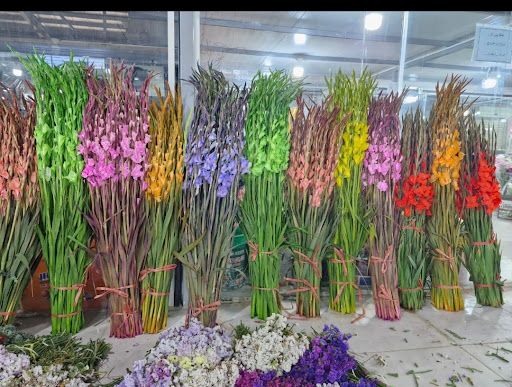 پخش عمده گل رز