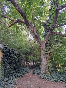 باغ خانواده 4
