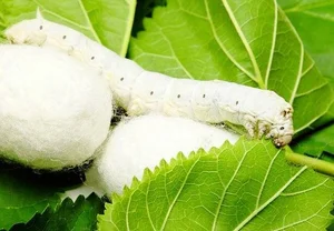 معصومه سادات قاضی