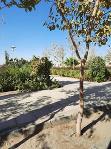 پارک درون محله ای عدالت