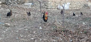 حمام سرچشمه