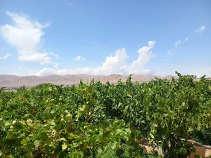 نهال انگور ( فروش ارقام نهال انگور)