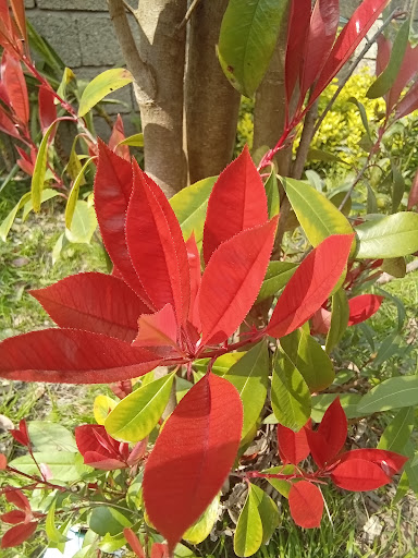 گل‌و‌گیاه آریا