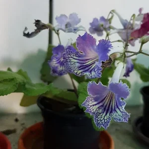 سوپرگل ارکیده تسنیم