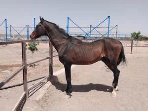 باشگاه سوارکاری دشت ناز