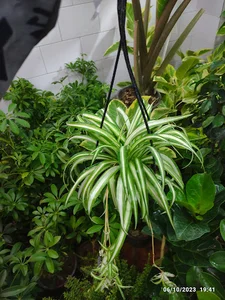 گلسرای بهشت اصفهان